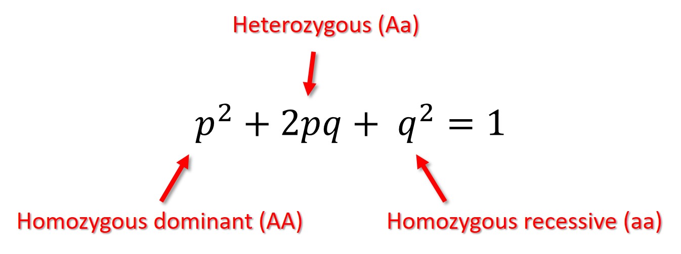 <p>p + q = 1</p><ul><li><p>p = homo dominant</p></li><li><p>q = homo recessive</p></li><li><p>pq = heterozygous</p></li></ul>