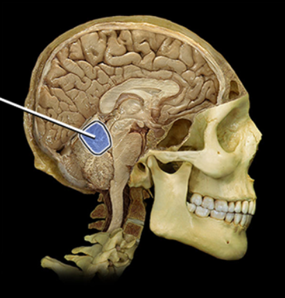 <p><span><span>Anterior lobe of cerebellum</span></span></p>