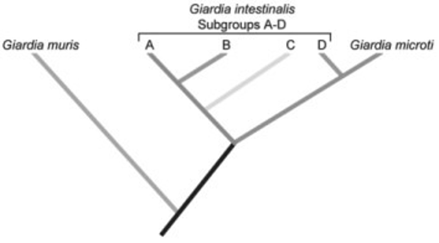 <p>Most reliable evidence of evolution; the sequences of nucleotides can tell how closely related species are</p>