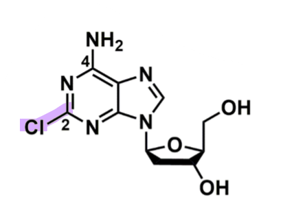 <ul><li><p>pharmacophore: Purine + pentose (5 member sugar)&nbsp;</p></li><li><p>Cl @C2 → stable for oral route&nbsp;</p><ul><li><p>w/o or change to amine or alkyl group lose that&nbsp;</p></li><li><p>could change to Br&nbsp;</p></li></ul></li><li><p><strong><mark data-color="#e916e9" style="background-color: rgb(233, 22, 233); color: inherit;">prodrug </mark>→ cladribine triphosphate&nbsp;</strong></p><ul><li><p>via deoxycytidine kinase adds 3 phosphate groups (in periphery or CNS)&nbsp;</p></li></ul></li></ul><p></p>