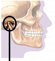 <p>connection on either side of the head between the temporal bone of the skull and mandibular bone of the jaw</p>