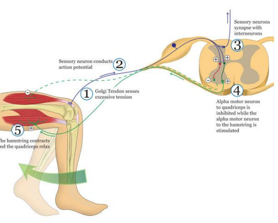 <p>Parte dos órgãos tendinosos de golgi, que detetam a força que o músculo está a fazer, desse tendão nascem neurônios que fazem sinapse com 1 interneurônio inibitório que inibe o neurônio alpha motor que comanda o musculo que esta a fazer força, há uma segunda sinapse (a verde) com o outro - excitar um neurônio alpha motor de um antagonista - abortar uma força excessiva e favorecer o oposto. </p>