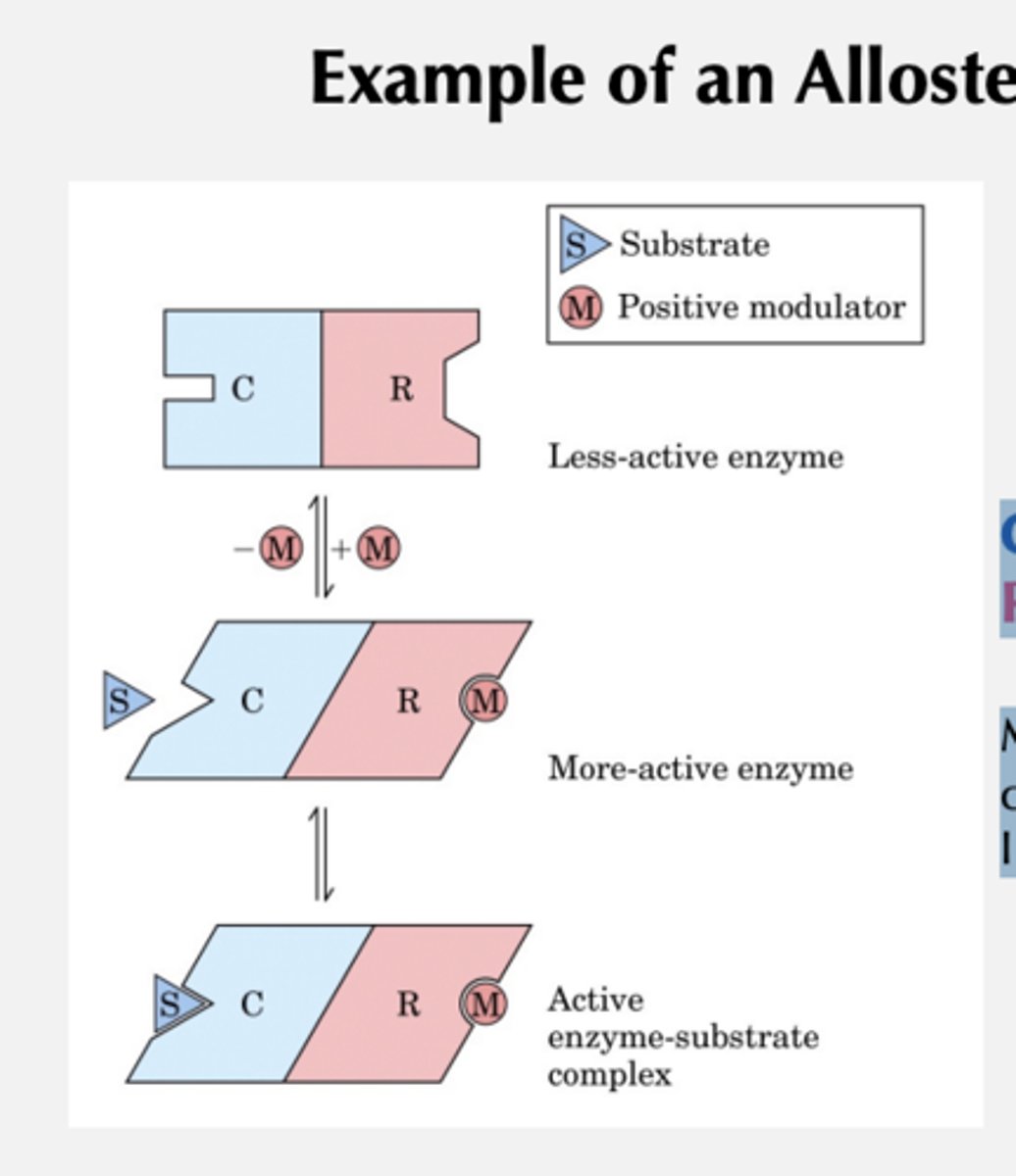 <p>C = catalytic subunit</p><p>R = regulatory subunit</p><p>Modulator binding to R induces conformational change in C -> Increase in catalytic activity</p>