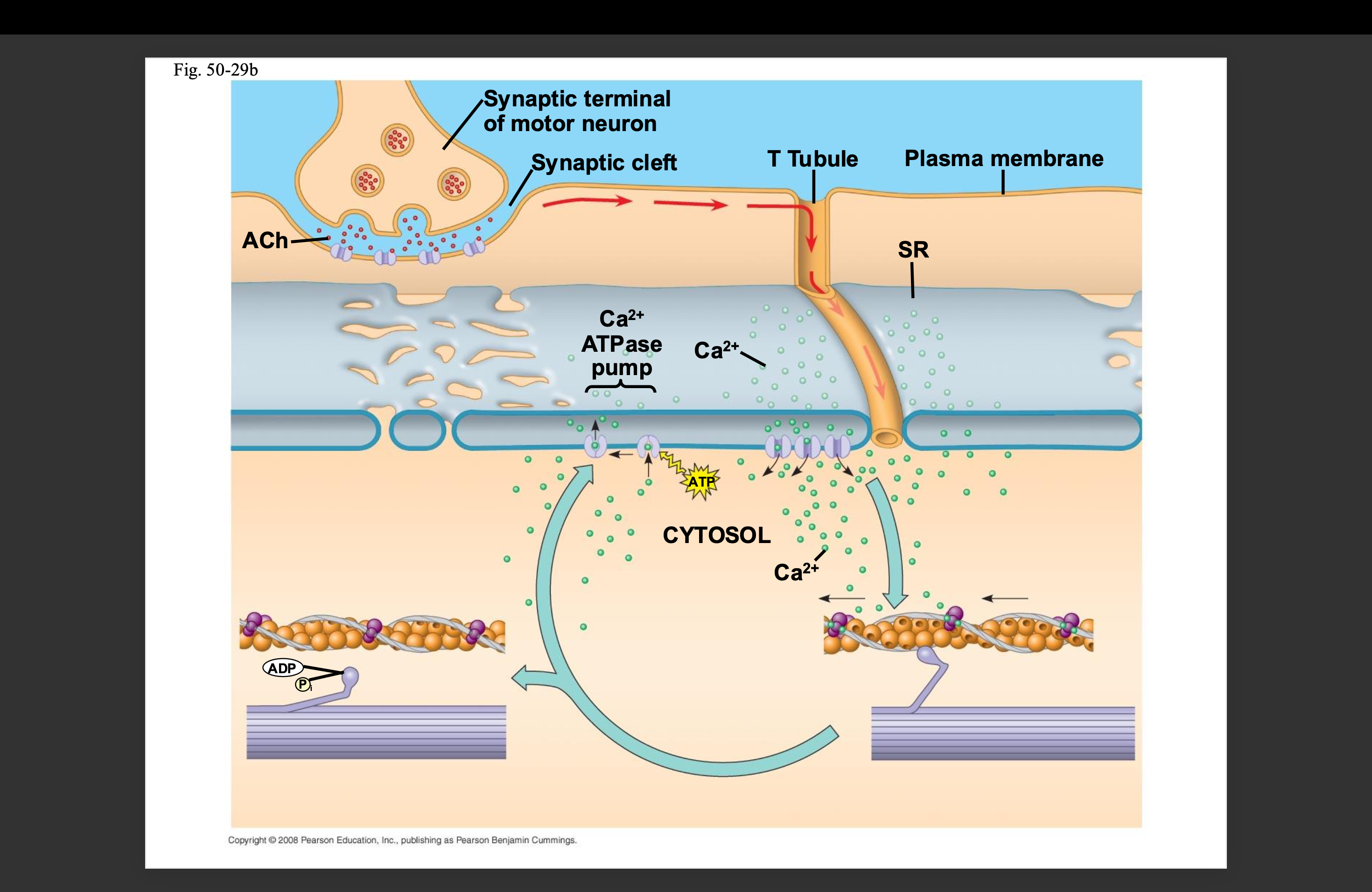 <p>A motor neuron releases acetylcholine and diffuses across the synaptic cleft and binds to receptor proteins on the muscle fiber, triggering an action potential&nbsp;→ The action potential goes down t-tubules which triggers calcium ions to be release from the sarcoplasmic reticulum&nbsp;→ calcium ions bind to the troponin complex exposing the myosin binding sites&nbsp;→ a cross bridge forms and the sliding filament model comes into play&nbsp;→ movement stops and calcium ions return to the sarcoplasmic reticulum&nbsp;→ contraction ends and muscle fibers relax&nbsp;</p>
