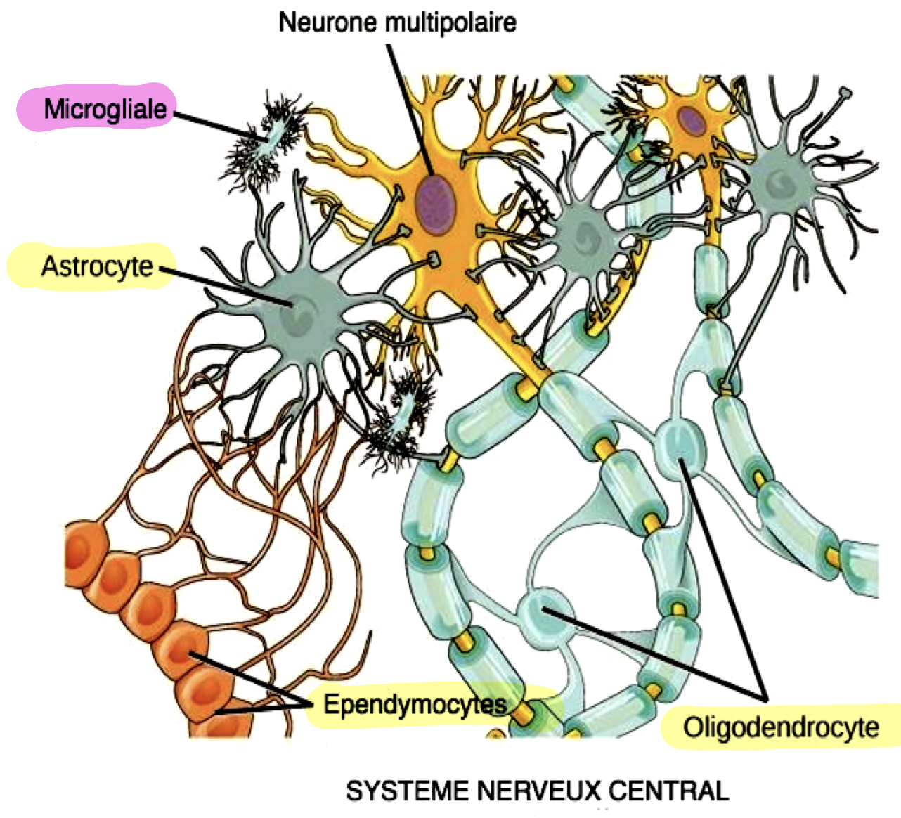 <p>Macroglie</p><ul><li><p>astrocytes</p></li><li><p>oligodendrocytes</p></li><li><p>cellules épendymaires </p></li></ul><p>microglie</p><ul><li><p>population de macrophages résidents du SNC</p></li></ul><p></p>