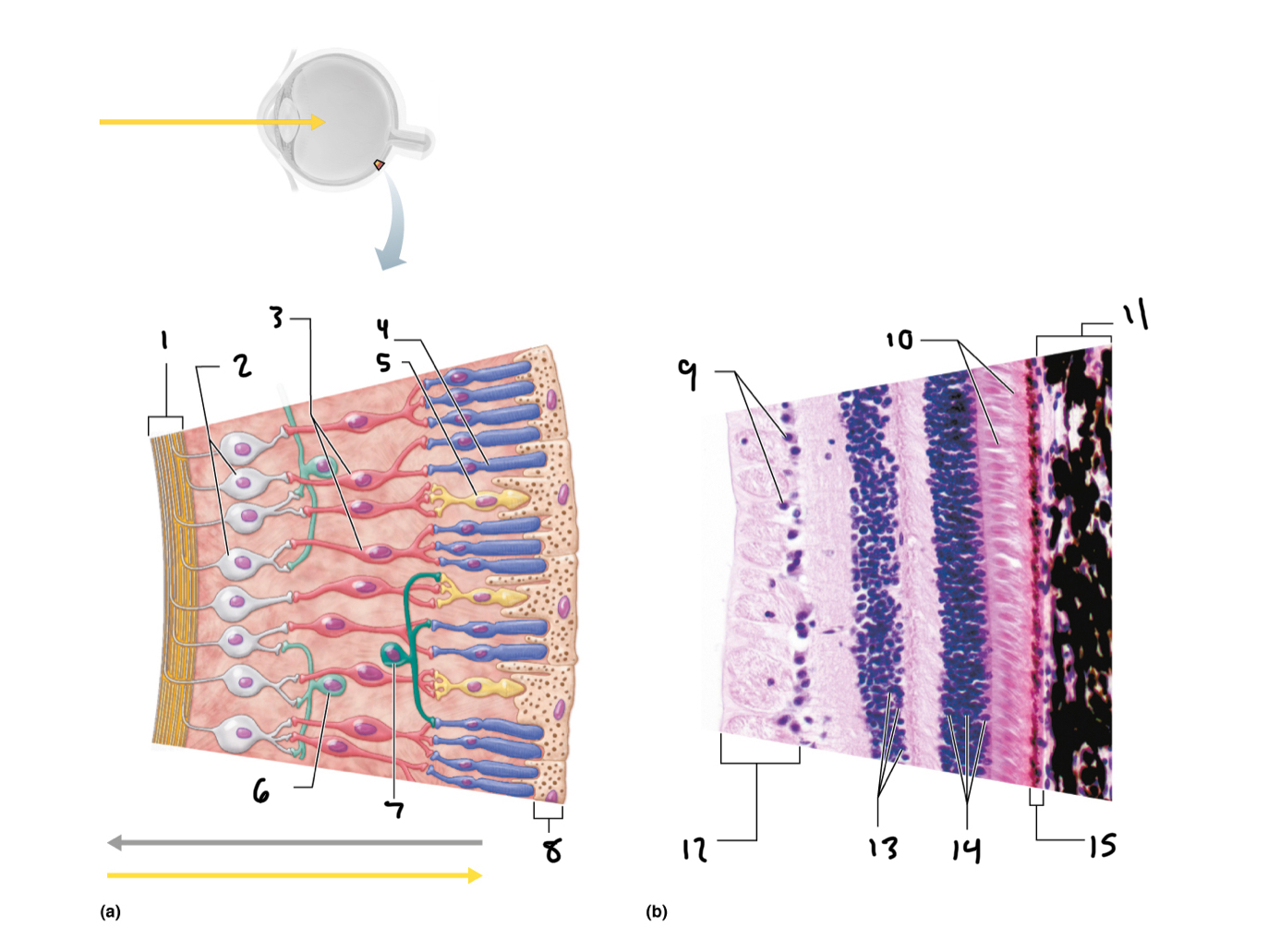<p>1</p>