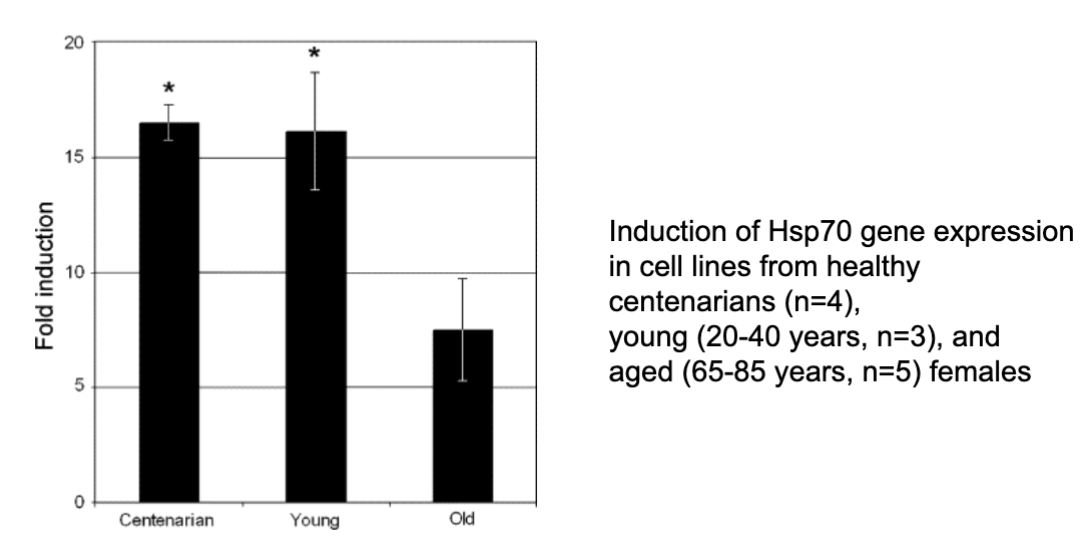<p>Cells from human centenarians display preserved upregulation of HSPs during stress</p>