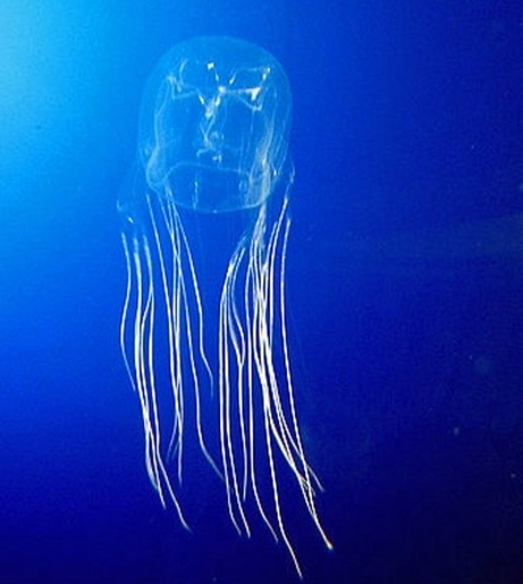 <p>They're soft round sea animals. If one touches you, it really hurts!</p>