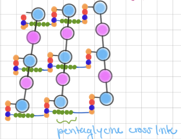 <p>contains <u>pentaglycine</u> cross link- makes chain longer!</p>