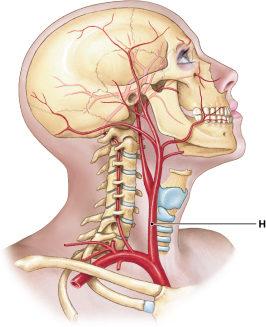 <p>The blood vessel labeled "H" splits to become the __________ and __________ arteries.</p>