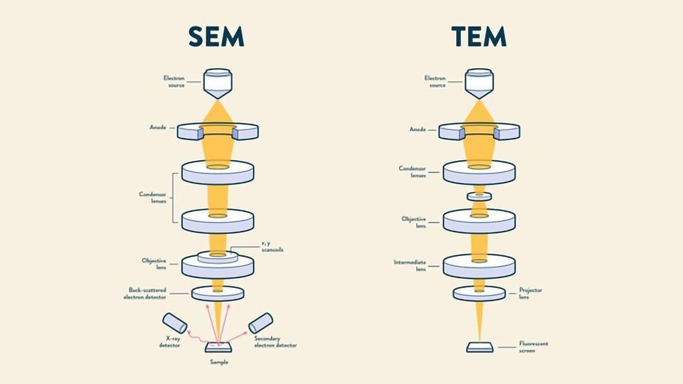 <p>TEM (transmission electron microscopy): thin → stained/shadowed with heavy metals. thick → fixed dehydrated, embedded in resin, sectioned, and stained with heavy metals. uses transmitted electrons (electrons that are passing through the sample) to create an image</p><p>SEM (scanning electron microscopy): surface of sample is metal shadowed. uses electrons that that are reflected or knocked-off to create an image</p>