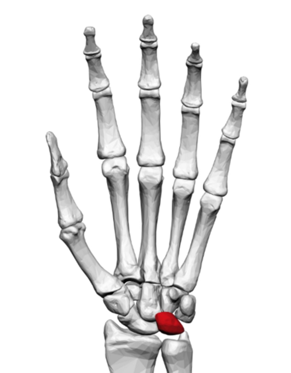 <p>a crescent-shaped carpal bone in the center of the proximal row of the wrist.</p>