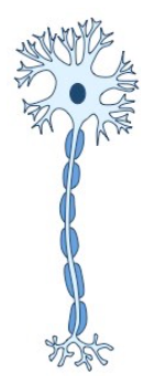 <p>Motor neuron (multipolar)</p>