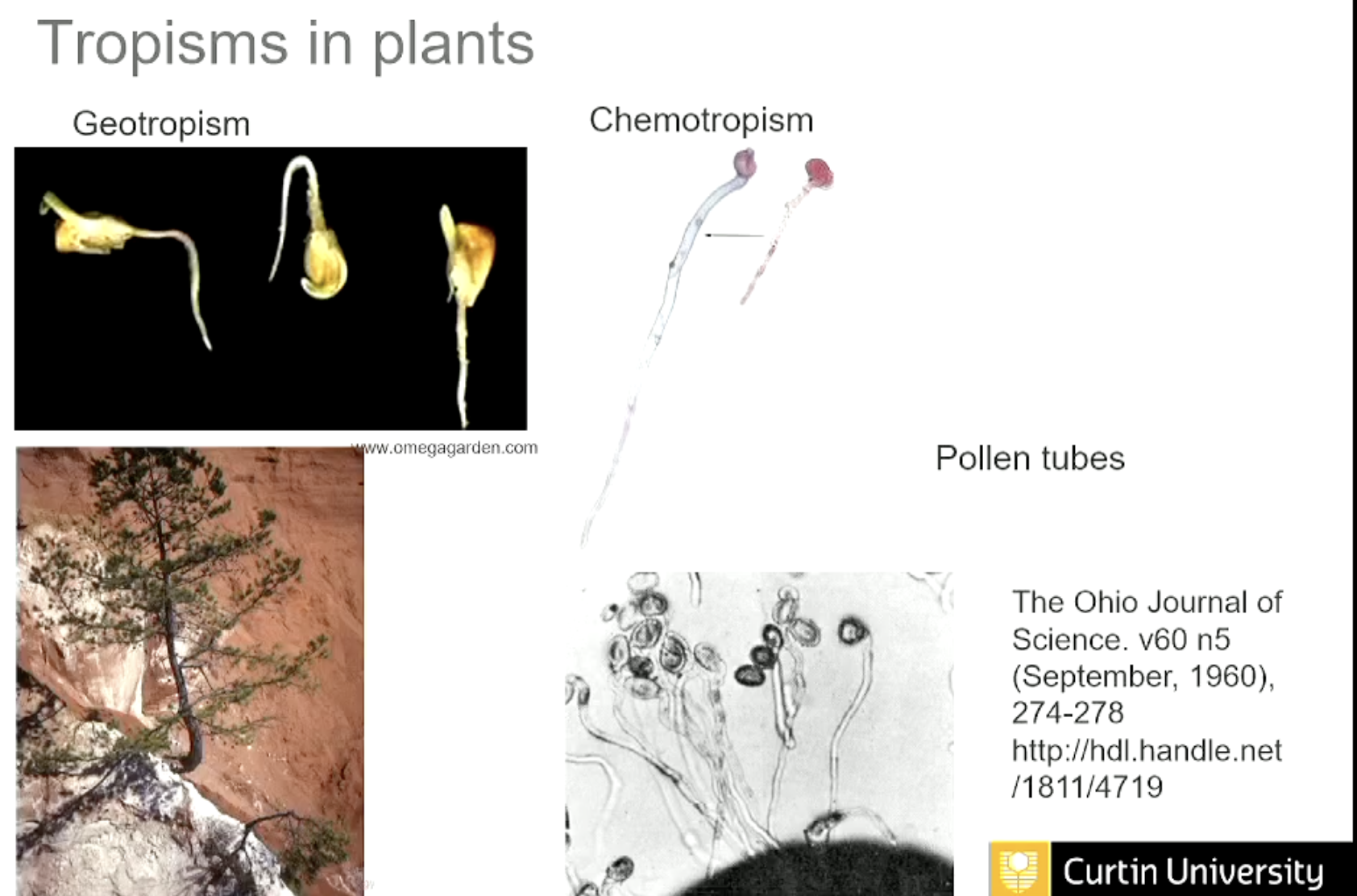 <p>Geotropism is the directional growth of a plant in response to gravity, while chemotropism is the growth response of plants to chemicals in their environment. </p>