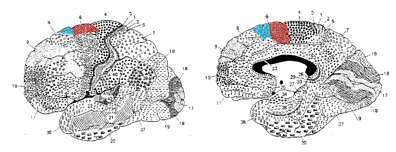 <p>lesions to SMA and pre-SMA can cause paradoxical effects on volitional movement, including alien limb syndrome, or, conversely, loss of spontaneous movement</p>
