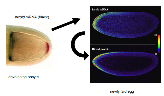 <ul><li><p>Bicoid (bcd) is a maternal-effect gene. </p></li></ul><ul><li><p>Bicoid mRNA is deposited by nurse cells into the anterior pole of the developing oocyte during oogenesis. </p></li><li><p>After fertilization, this mRNA is translated.</p></li><li><p>The bicoid protein, a DNA-binding transcriptional activator (a homeodomain transcription factor), forms a concentration gradient, highest at the anterior and decreasing towards the posterior. </p></li><li><p>This gradient determines anterior fates; high Bicoid levels specify head structures, while lower levels specify thoracic structures. It is a morphogen.</p></li></ul><p></p>