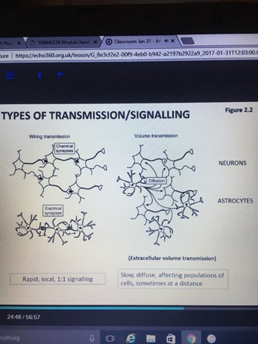 <p>B) Wiring transmission involves the direct transfer of information between neurons, while volume transmission involves the diffusion of neurotransmitters into the extracellular fluid.</p>