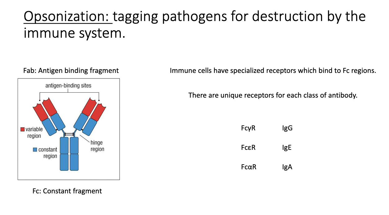 <ul><li><p class="isSelectedEnd"><span>Antibody binds a pathogen, and immune cells detect the </span><strong><span>Fc region</span></strong><span> via </span><strong><span>Fc receptors</span></strong><span>.</span></p></li><li><p class="isSelectedEnd"><span>Fc receptor naming: </span><strong><span>Fc + isotype Greek letter + R</span></strong><span> (e.g., FcγR for IgG).</span></p></li><li><p><span>Leads to phagocytosis and destruction of the antibody-coated microbe.</span></p></li></ul><p></p>