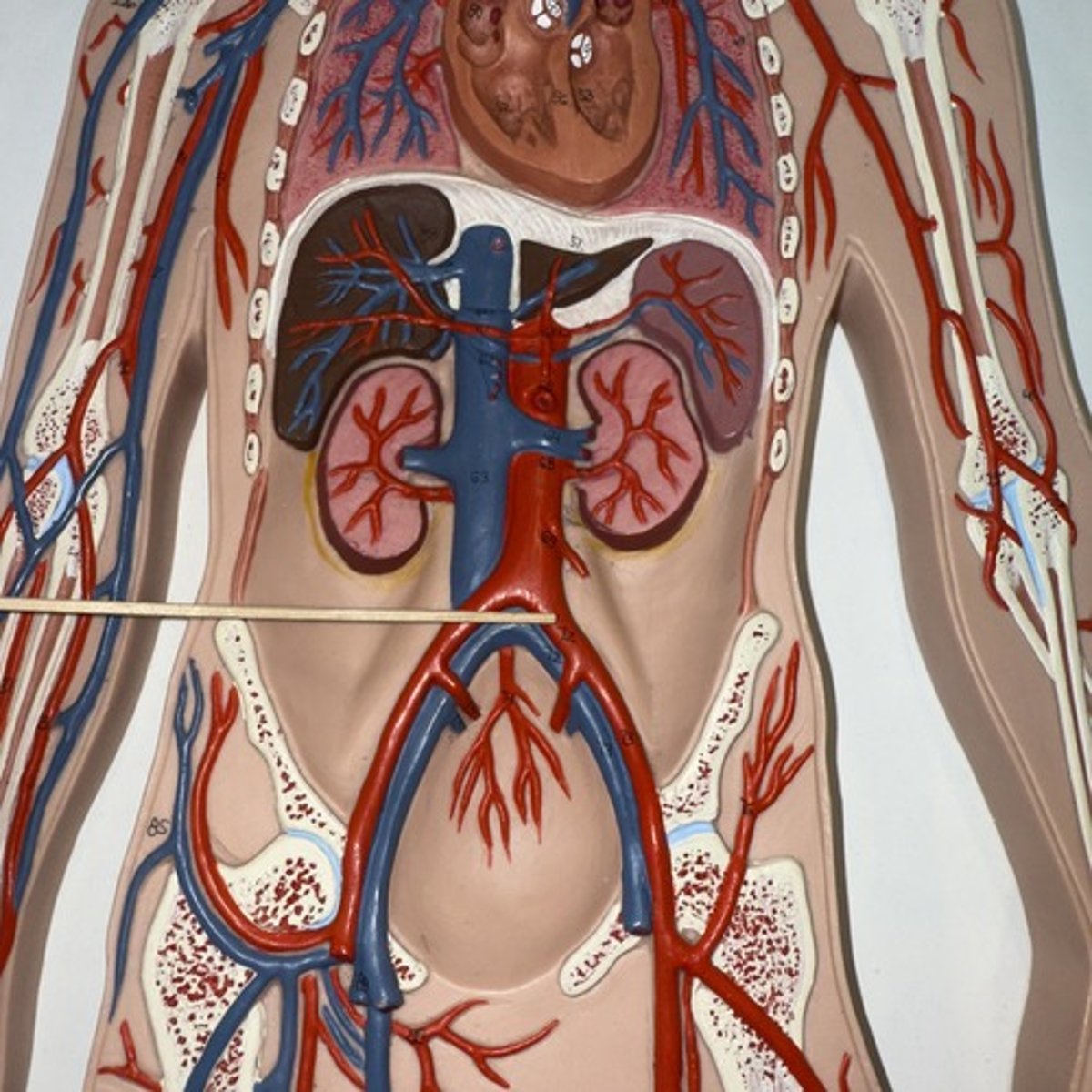 <p>Identify the structure.</p>