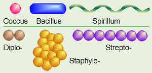 <p>Cocci, bacillus, spirrillium </p>