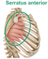 <p>Describe the Serratus Anterior </p>