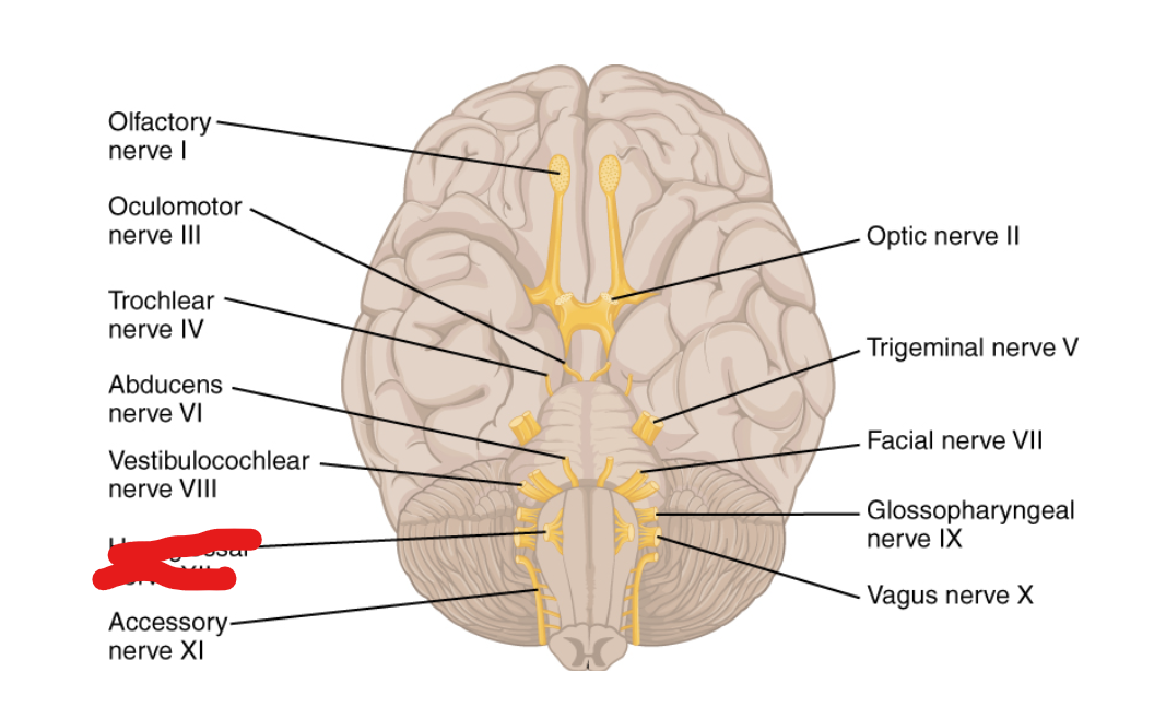 <p>What Cranial Nerve Is this? </p>