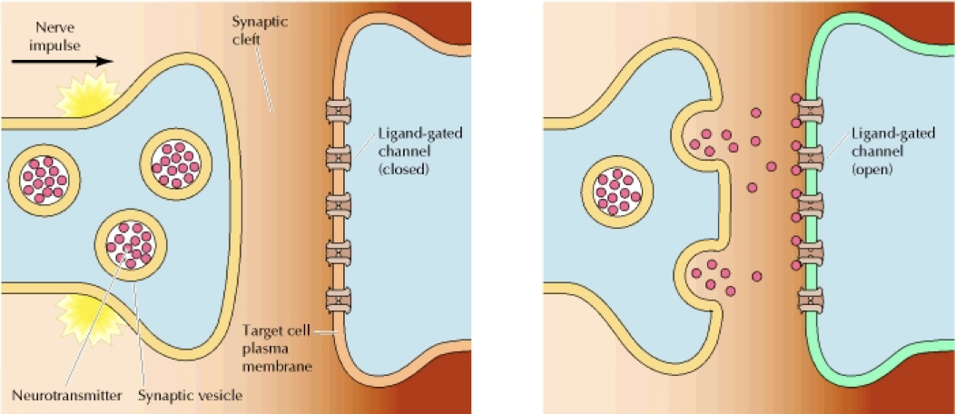 <p>Describe Exocytosis and Endocytosis. How do they work and what are some of their examples?</p>