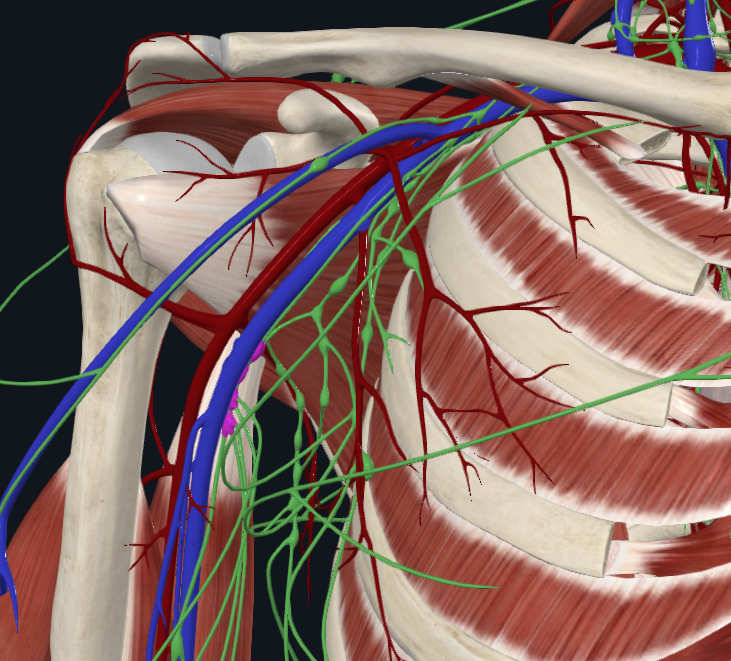 <p>What are these lymph nodes</p>