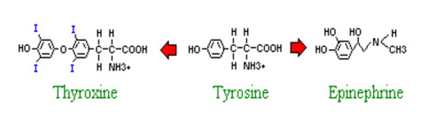 <p>- Amino acid derived hormones are structurally based on one of two</p><p>amino acids: Tyrosine or Tryptophan</p><p>- Tyrosine-based hormones:</p><p>o Thyroid hormones e.g., T3, T4 both produced by thyroid</p><p>glands</p><p>o Catecholamines e.g., adrenaline (epinephrine) , noradrenaline (norepinephrine), dopamine</p><p>Note: both Thyroxine and adrenaline have similar structures to amino acid tyrosine as shown in image attached - hence why they are tyrosine amino acid derived hormones </p><p>- Tryptophan-based hormones:</p><p>o Melatonin produced by the pineal gland</p>