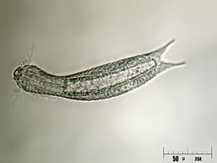 <p>Hairy bellies/hairybacks<br>Gastrorichs<br>~ 790 species</p>