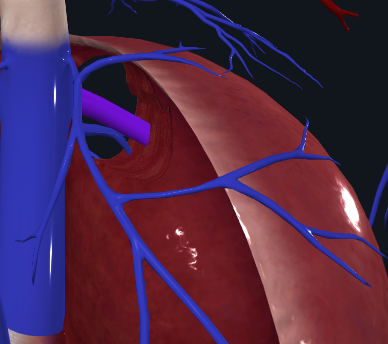 <p>What vein is highlighted</p>