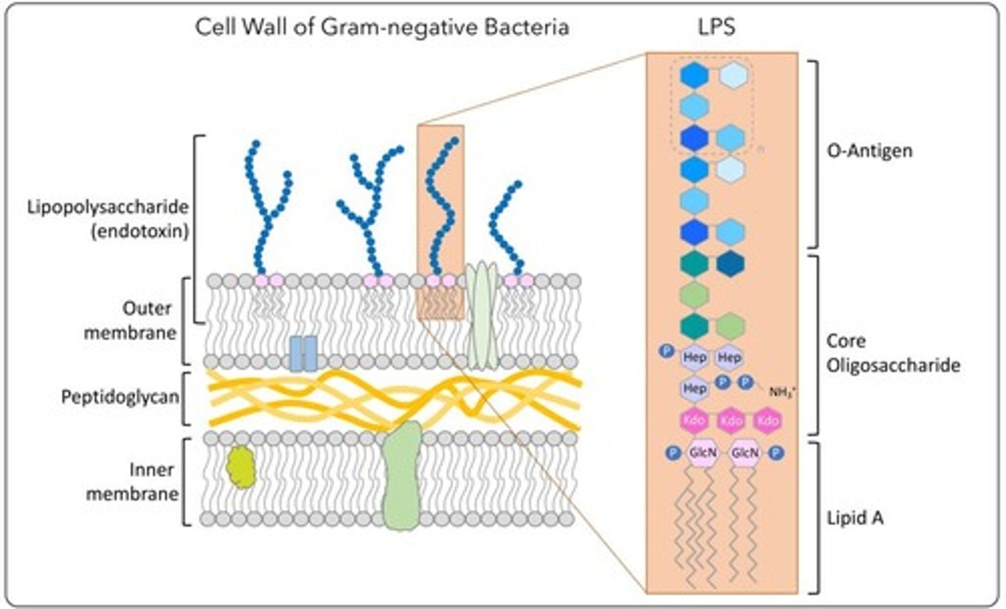 <p>Lipopolysaccharide in Gram-negative cell wall that can be toxic to specific hosts.</p>