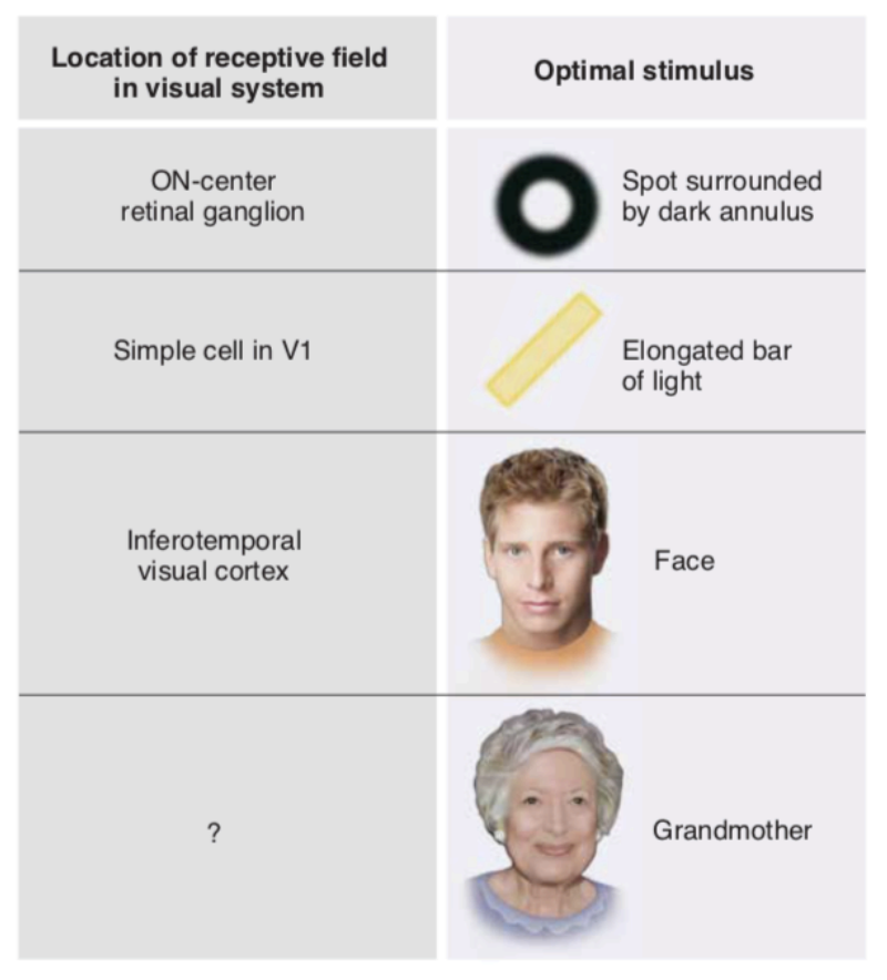 <p>we encounter neurons that respond to increasingly complex features</p>