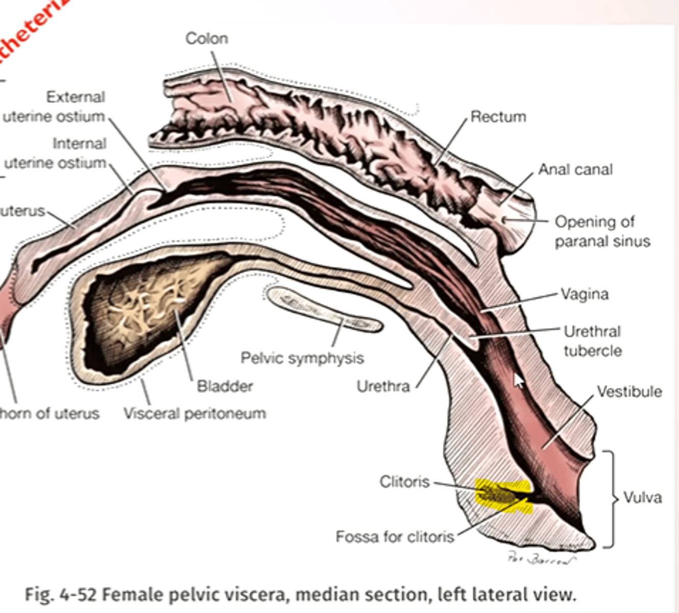 <p>- Within the ventral commissure</p><p>- Glands is the only exposed part of the clitoris</p><p>- Surrounded by the clitoral fossa</p><p>- Essentially a rudimentary penis</p>