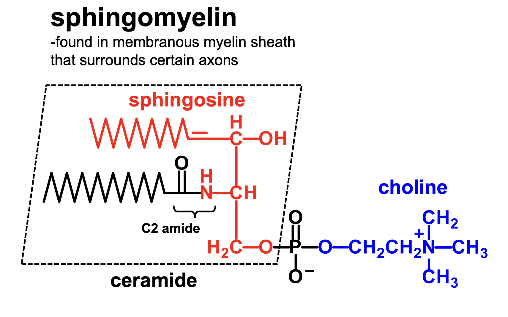 <p>sphingomyelin, which is a ceramide plus a phosphate plus a choline</p>