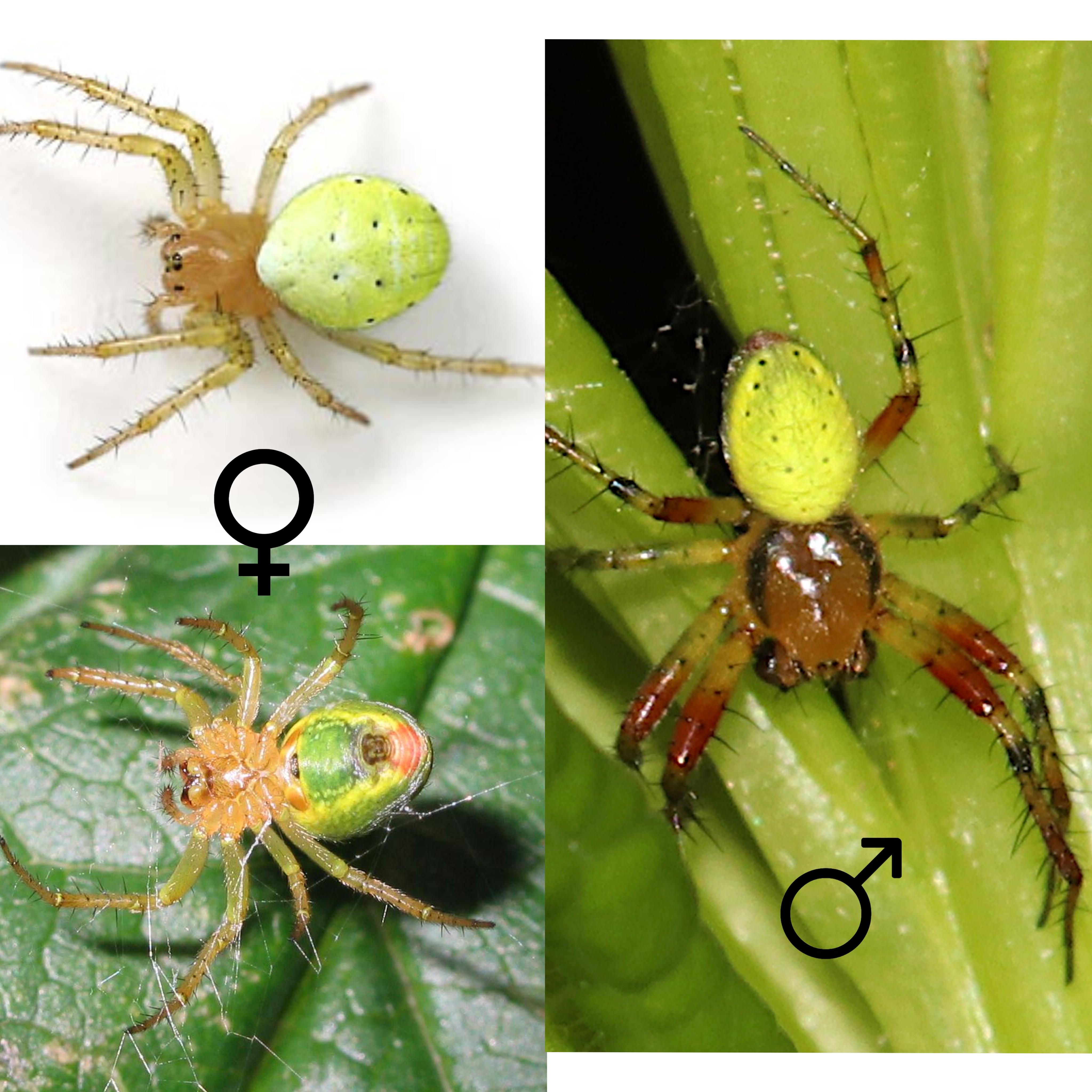 <p>Kmeň: Arthropoda</p><p>Amandibulata</p><p>Podkmeň: Chelicerata</p><p>Trieda: Arachnida</p><p>Rad: Araneae</p>