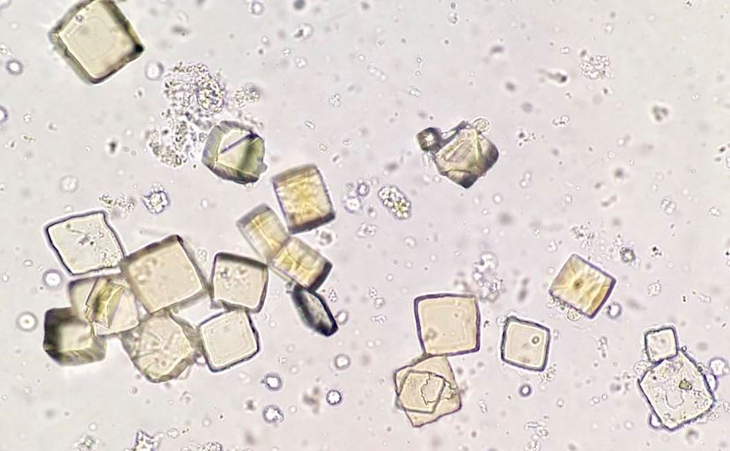 <p>Most pleomorphic (comes in many forms)</p>
