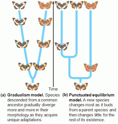 <p>species descended from a common ancestor gradually diverge more and more in their morphology as they acquire unique adaptations</p>