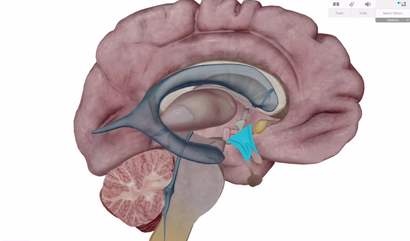 <p>Its directly underneath the thalamus</p>
