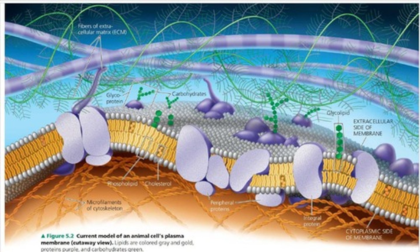 <p>Embedded proteins allow nonpolar molecules through, while polar molecules require specific transport.</p>