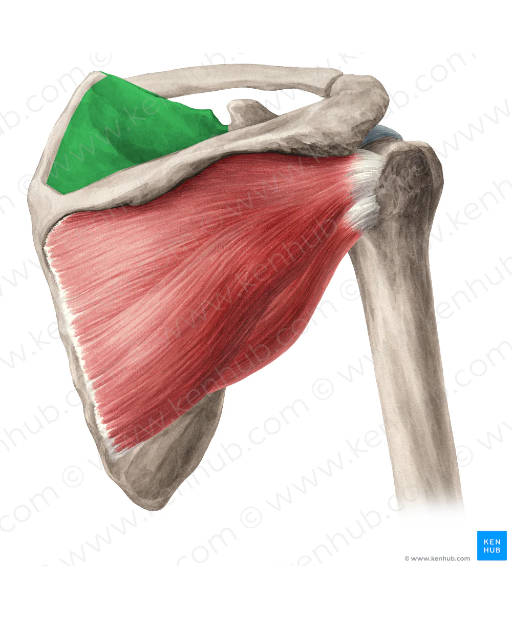 <p>What bone structure is highlighted?</p>