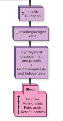 <p>↓ Insulin, ↑ Glucagon → catabolism (breakdown glycogen, fat, protein).</p>