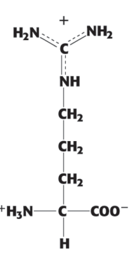 <p> (Arg, R). positively charged</p>