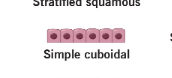 <p>secrete and absorbs </p><ul><li><p>small gland and kidney tubules </p></li></ul><p></p>