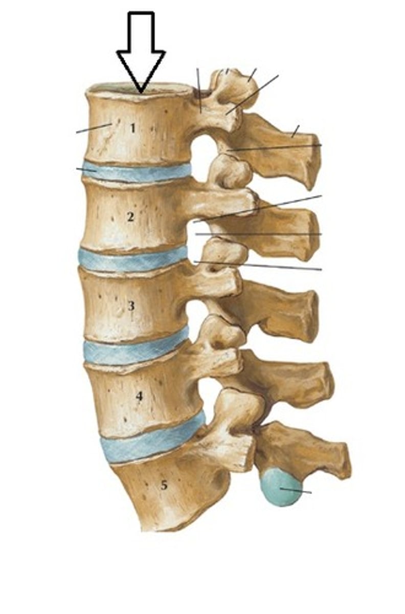 <p>vertebral canal</p>