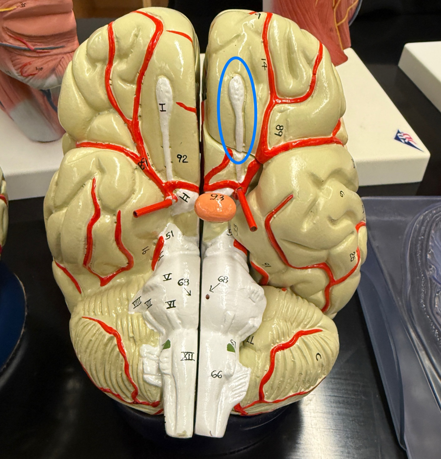 <p>What is this named in brain terms (not cranial nerve)? </p>