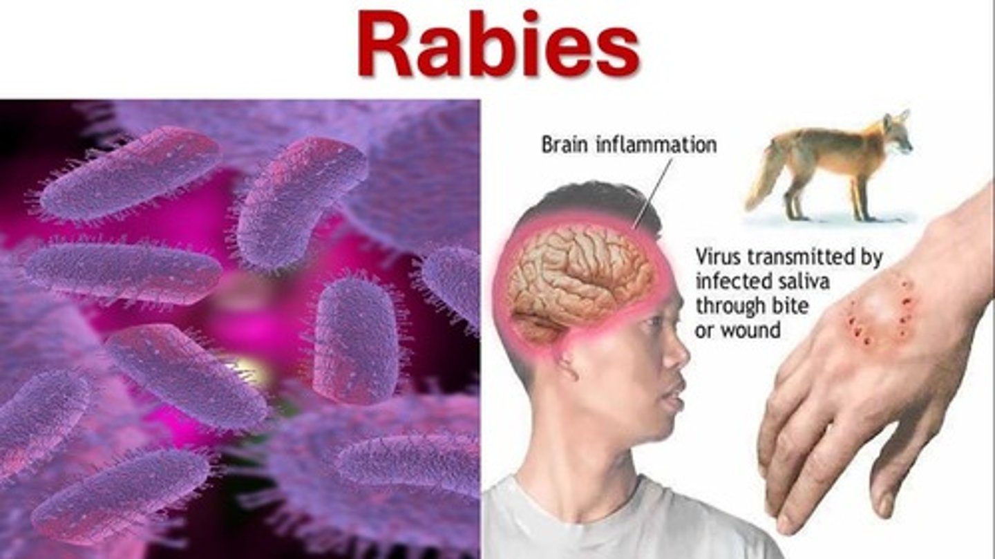 <p>Viral disease transmitted via infected animal bites.</p>