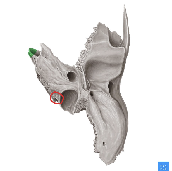 <p>(Orificio del nervio timpánico)</p>