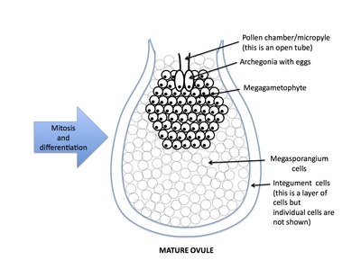 <p>Rank stages of gymnosperm seed development</p>