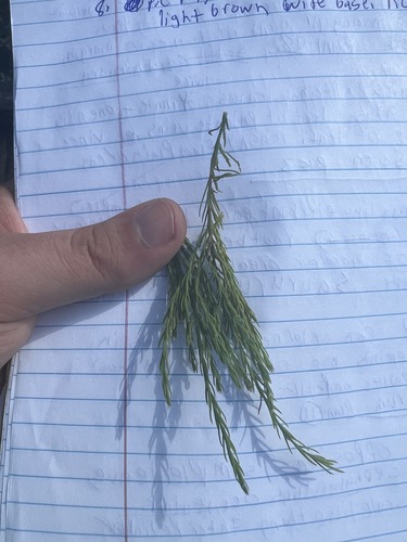 What is this plant?